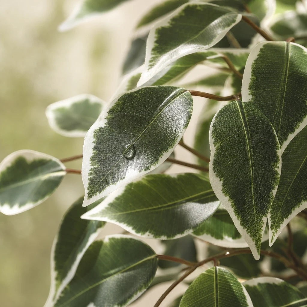 Gros plan sur les feuilles bicolores vertes et blanches d'un arbre artificiel Ficus Klorys de 150 cm